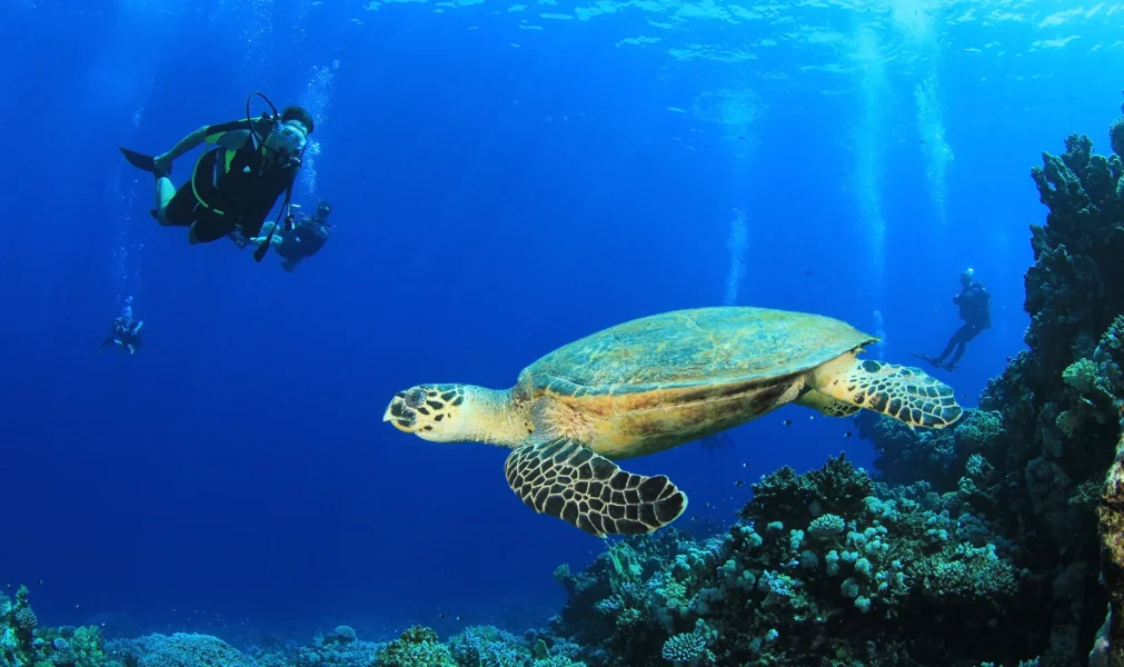 Scuba diving in the great barrier reef bucket list activity