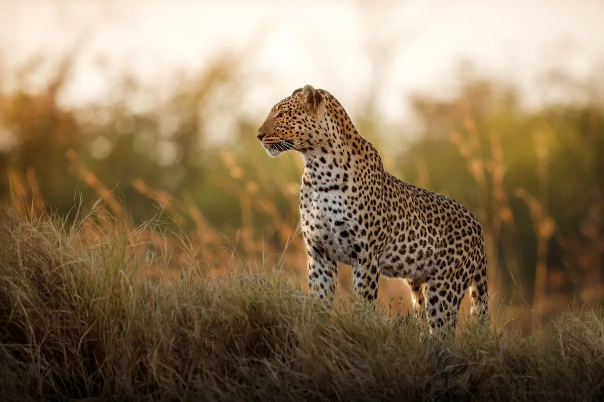 Leopard female pose in beautiful evening light in South Africa