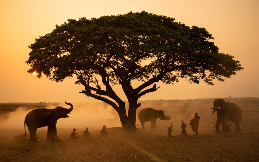 Chasing the Big Five: The Best Safari Destinations